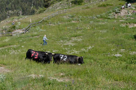 Fully, Switzerland, 05.30.2020, Day of climb to the pasture, fight between cows of the breed of herens to determine the queen of the pastureのeditorial素材