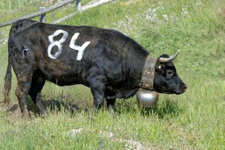 Fully, Switzerland, 05.30.2020, Day of climb to the pasture, fight between cows of the breed of...