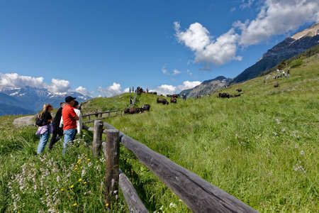 Fully, Switzerland, 05.30.2020, Day of climb to the pasture, fight between cows of the breed of...