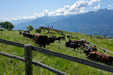 Fully, Switzerland, 05.30.2020, Day of climb to the pasture, fight between cows of the breed of herens to determine the queen of the pastureのeditorial素材