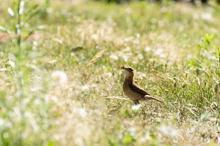 Roufous Hornero eating worms in summer afternoonの写真素材