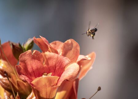 Montevideo, Uruguay: Bee in search of pollen flower hibiscus red.
