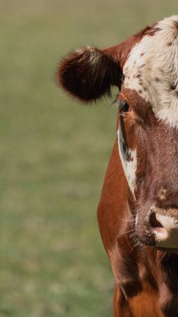 In the image we see a portrait of a Hereford breed cow, in fields of Canelones-Uruguayの写真素材