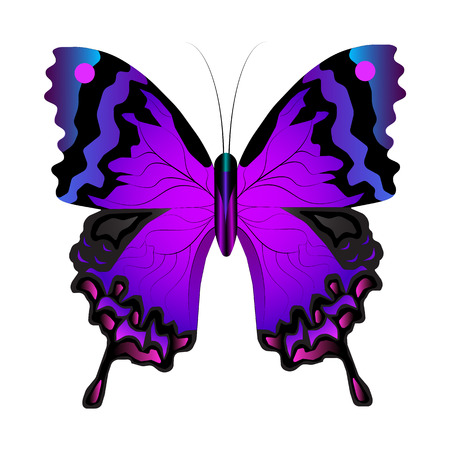 Vector illustration of the isolated violet butterfly on a white background with patterns on wingsのイラスト素材