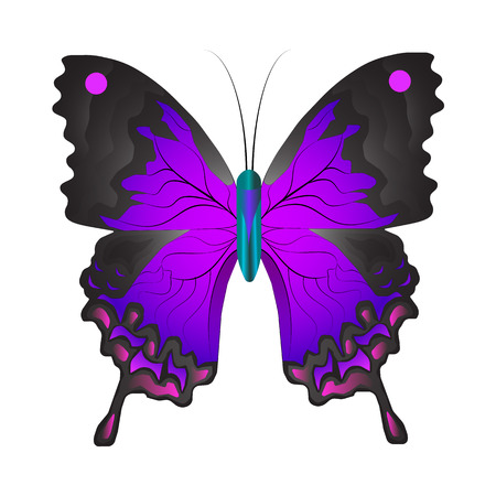 Vector illustration of the isolated violet butterfly on a white background with patterns on wingsのイラスト素材