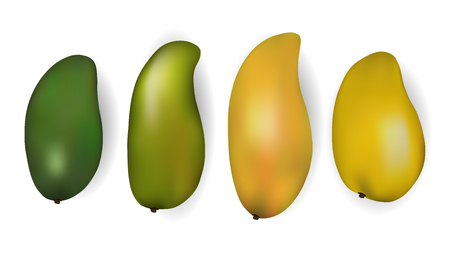 Set of vector illustrations of green and yellow color mango on a white backgroundのイラスト素材