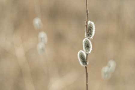The photo of a branch with a willow in the spring on an indistinct background close upの写真素材