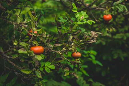 Photo of wild berries red growing on a branch in a green summer forest close-upの写真素材