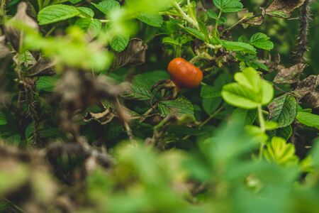 Photo of wild berries red growing on a branch in a green summer forest close-upの写真素材