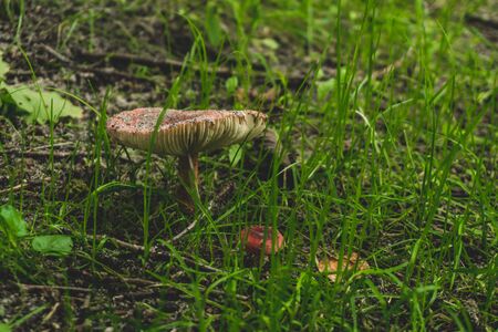 Photo of edible fungus growing in nature in yelled grass close-upの写真素材