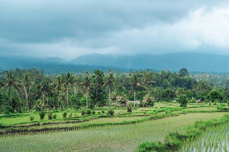 Photo of greenish rice fields with lines on bali in Indonesiaの写真素材