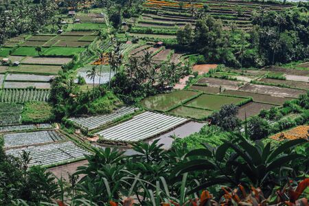 Photo of greenish rice fields with lines on bali in Indonesiaの写真素材