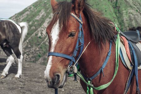 Photograph of a red horse with a white stripe on the head of Java island in Indonesiaの写真素材
