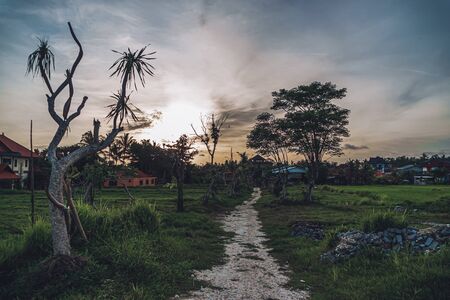 Photograph of a grim field with trail, curved trees clouds and sunsetの写真素材