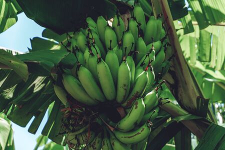 Photo of a group of green bananas growing not on a tree with green leavesの写真素材