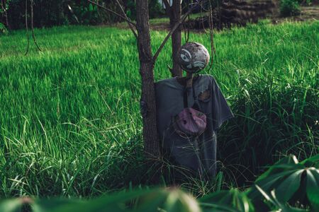 Photo of funny clothes-clad scarecrow standing in green grass hugging treeの写真素材