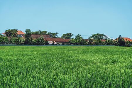 Photo of a tropical summer backyard with small houses in a rice field with palm trees and clouds in the backgroundの写真素材