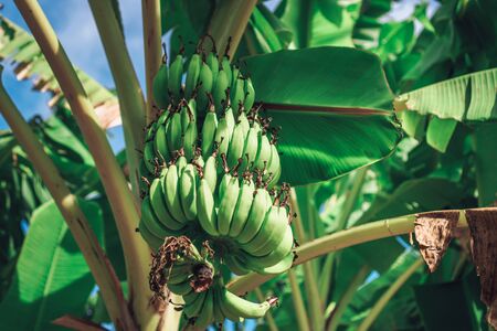 Photo of a group of green bananas growing not on a tree with green leavesの写真素材