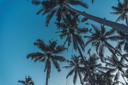 Photo of tall green palm trees against a blue sky with a long wooden trunk