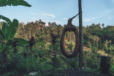 Photo of a large bird's nest in a rice field in Bali