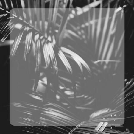 Black and white photo of a tropical tree leaf with lines along the leaf in a frameの写真素材