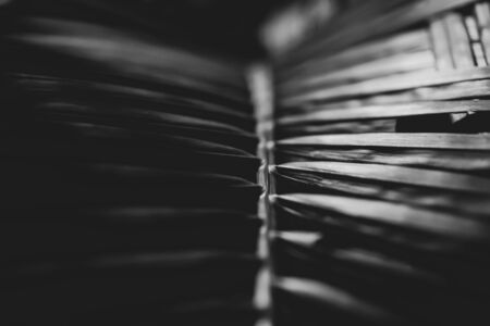 Black and white photo of a tropical tree leaf close-up in the dark with lighting with lines along the leafの写真素材