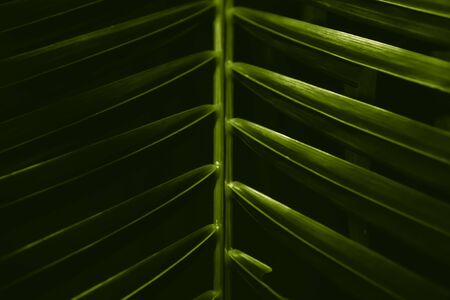 Photo of a green tropical tree leaf close-up in the dark with lighting with lines along the leafの写真素材
