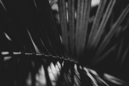 Black and white photo of a tropical tree leaf close-up in the dark with lighting with lines along the leafの写真素材