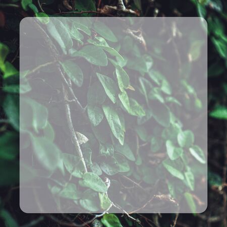 Photograph of a green bush with juicy sheets with a blurred back background in the frame