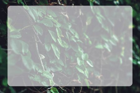 Photograph of a green bush with juicy sheets with a blurred back background in the frameの写真素材