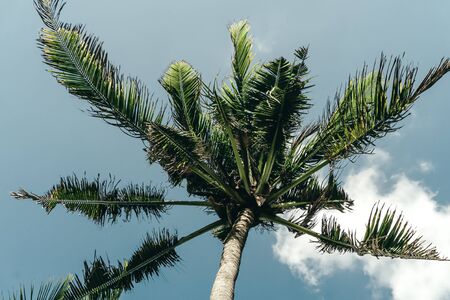Photo of tall green palm trees against a blue sky with a long wooden trunk