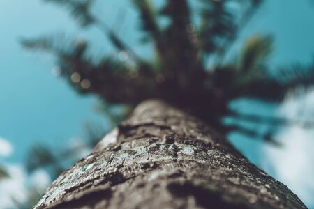 Photo of tall green palm trees against a blue sky with a long wooden trunk の写真素材