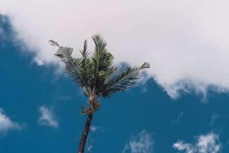 Photo of tall green palm trees against a blue sky with a long wooden trunk の写真素材