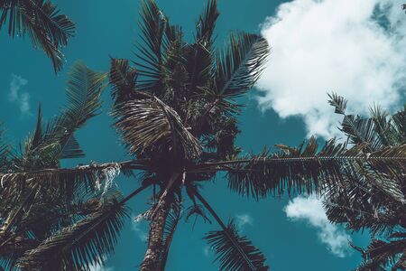 Photo of tall green palm trees against a blue sky with a long wooden trunk の写真素材