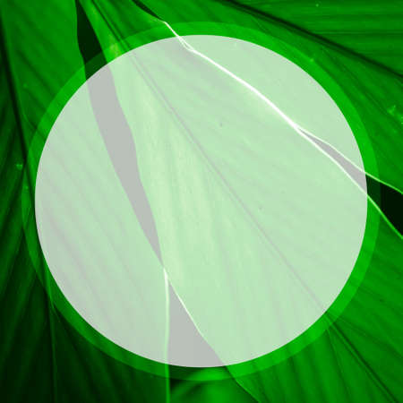 Illustration of a tropical green leaf with lines along the leaf in a frame
