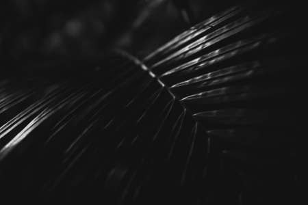 Black and white photo of a tropical tree leaf close-up in the dark with lighting with lines along the leafの写真素材