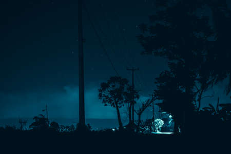 Photo of tall trees in the hight against a blue sky with a long wooden trunkの写真素材