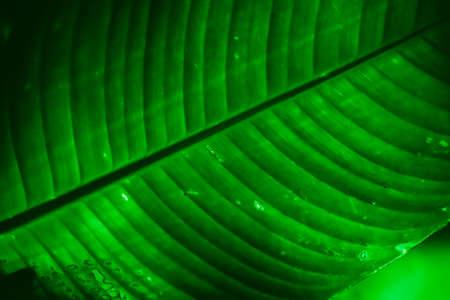 Photo of a green tropical tree leaf close-up in the dark with lighting with lines along the leaf