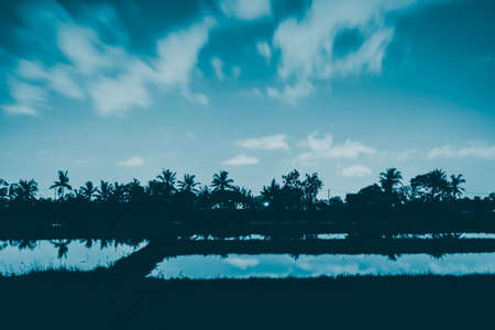 Photo of tall palm trees against a blue sky with a long wooden trunkの写真素材