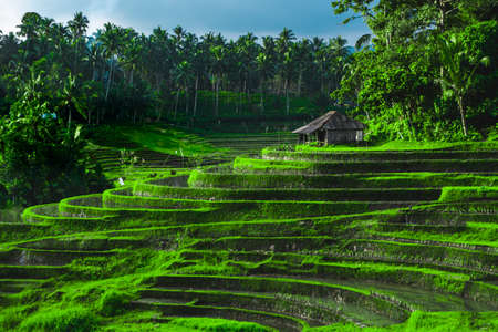 Photo of greenish rice fields with lines on bali in Indonesiaの写真素材