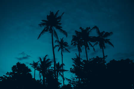 Photo of tall palm trees against a blue sky with a long wooden trunkの写真素材