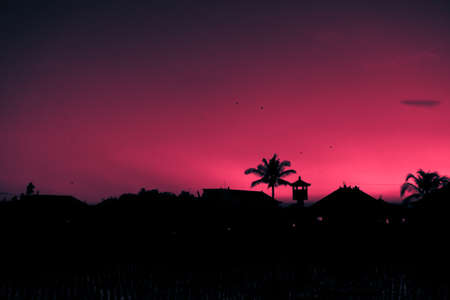 Photo of tall palm trees against a red sky with a long wooden trunk
