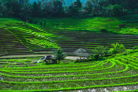 Photo of greenish rice fields with lines on bali in Indonesiaの写真素材