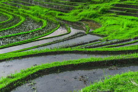 Photo of greenish rice fields with lines on bali in Indonesiaの写真素材