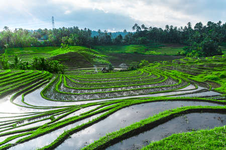 Photo of greenish rice fields with lines on bali in Indonesiaの写真素材