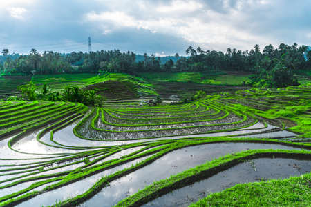 Photo of greenish rice fields with lines on bali in Indonesiaの写真素材