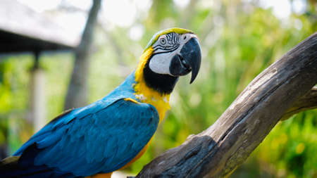 Parrot ara with yellow and blue feathers in its usual habitat with green grass and sprawl sits on a wooden branchの写真素材