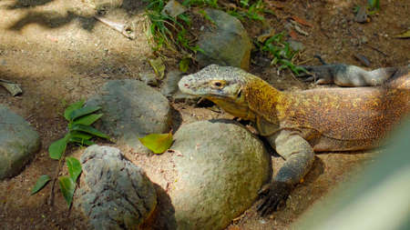 Lizard from komodo island in habitual habitat in sand with stonesの写真素材