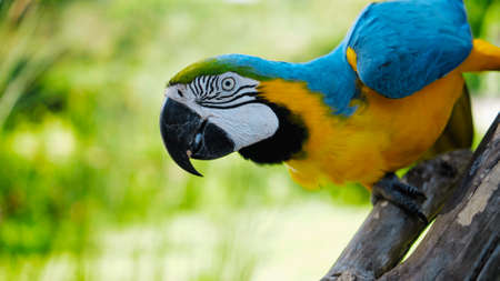 Parrot ara with yellow and blue feathers in its usual habitat with green grass and sprawl sits on a wooden branchの写真素材