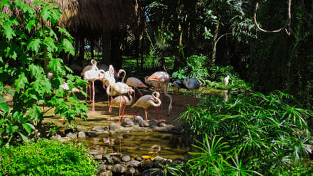 Flock of pink flamingos in the usual habitat in the forest with green plants near the waterの写真素材
